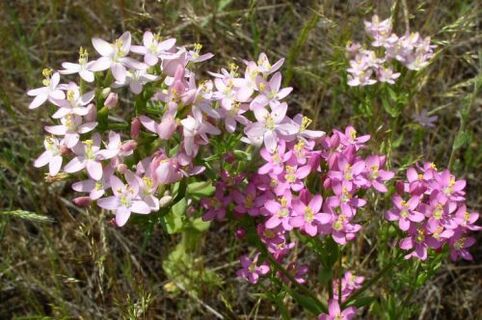 Goldenger para rechazar el alcohol